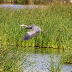 birding_saucedilla_galeria (1)