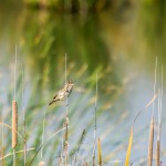 birding_saucedilla_galeria (10)