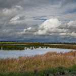 birding_saucedilla_galeria (11)