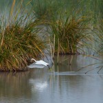 birding_saucedilla_galeria (12)