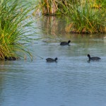 birding_saucedilla_galeria (13)