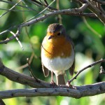 birding_saucedilla_galeria (16)