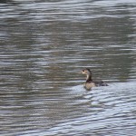 birding_saucedilla_galeria (17)