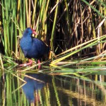 birding_saucedilla_galeria (18)