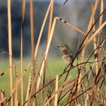 birding_saucedilla_galeria (19)