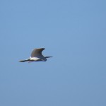 birding_saucedilla_galeria (20)