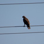 birding_saucedilla_galeria (21)