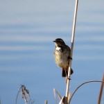 birding_saucedilla_galeria (22)