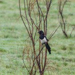 birding_saucedilla_galeria (3)