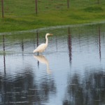 birding_saucedilla_galeria (37)