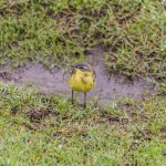 birding_saucedilla_galeria (4)