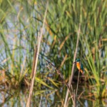 birding_saucedilla_galeria (5)