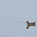 birding_saucedilla_galeria (6)