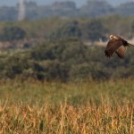 birding_saucedilla_galeria (7)