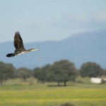 birding_saucedilla_galeria (8)