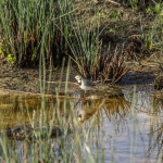 birding_saucedilla_galeria (9)