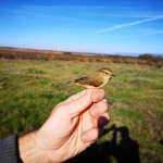 Recaptura mosquitero Londres